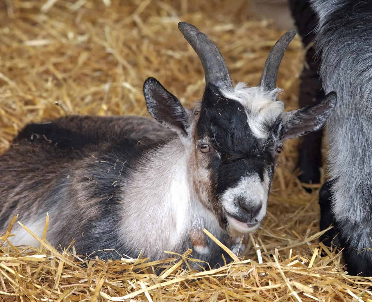 How Long Do Pet Pygmy Goats Live