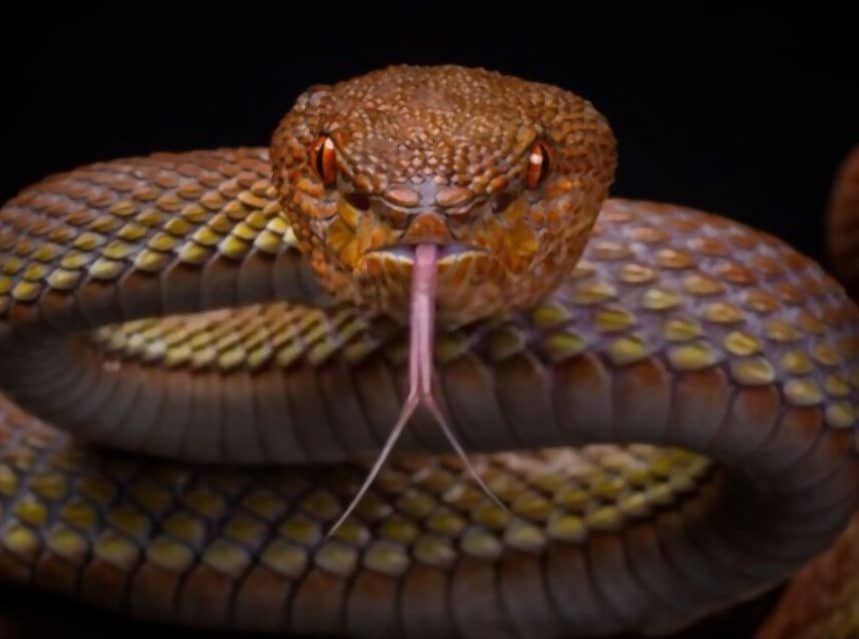 How To Feed A Pet Snake Tips & Tricks for Pets