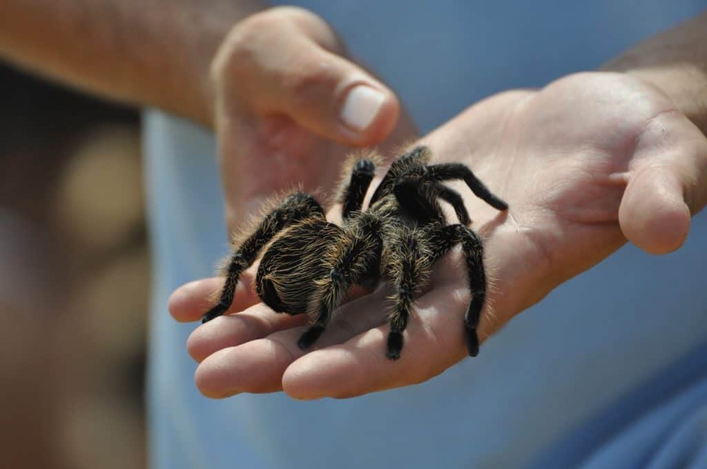 What Does a Pet Spider Eat