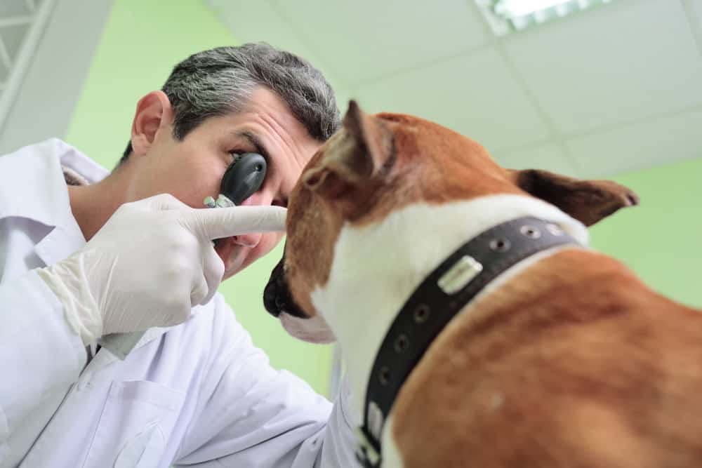 Why You Need To Treat Dog Eye Problems As Emergencies