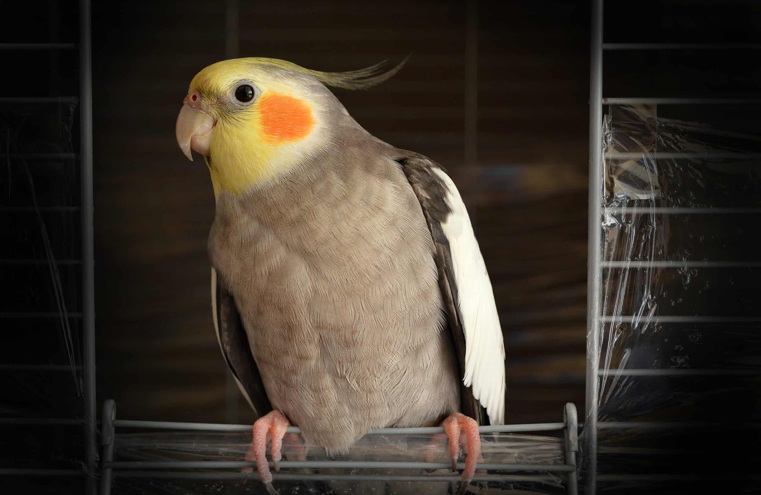 Are Pet Birds Bad For Asthma
