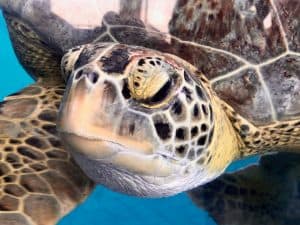 Are Pet Turtles Safe