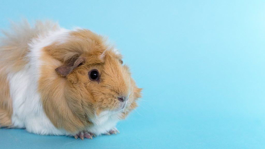 Can Guinea Pig Mites Transfer To Humans