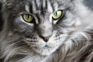 Can Maine Coons Go Outside