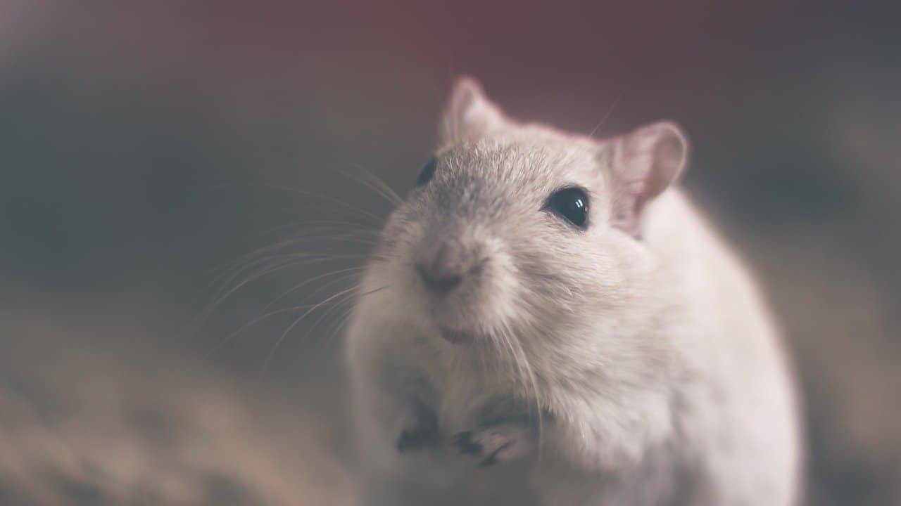 Can Pet Mice Eat Bird Seed?