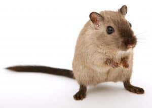 Can Pet Mice Get Fleas?