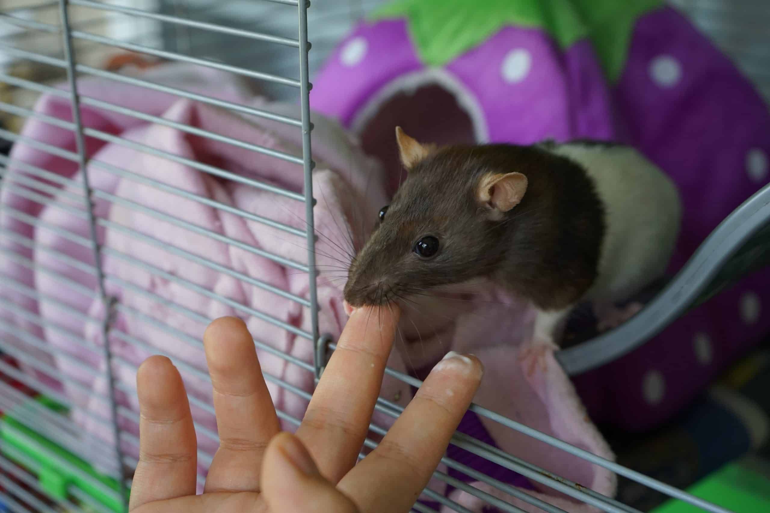 Can Pet Rat Scratches Be Harmful?