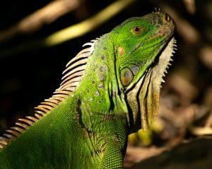 How Do Iguanas Change Color