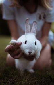 How To Clean A Pet Rabbit