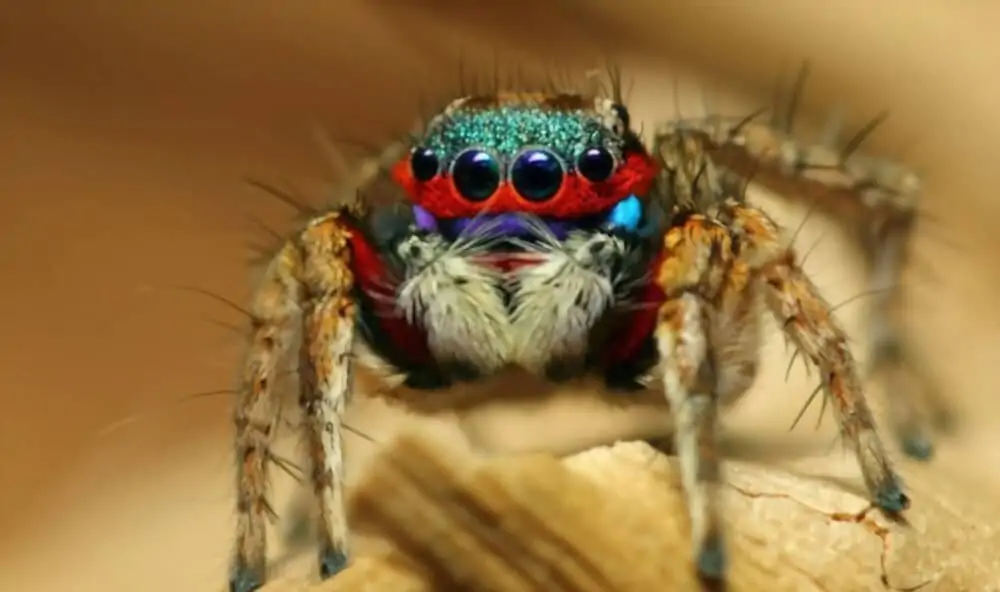 Pet Jumping Spider - Are They Good Pets