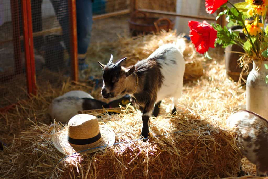 Pygmy Goat Pet Care Basics