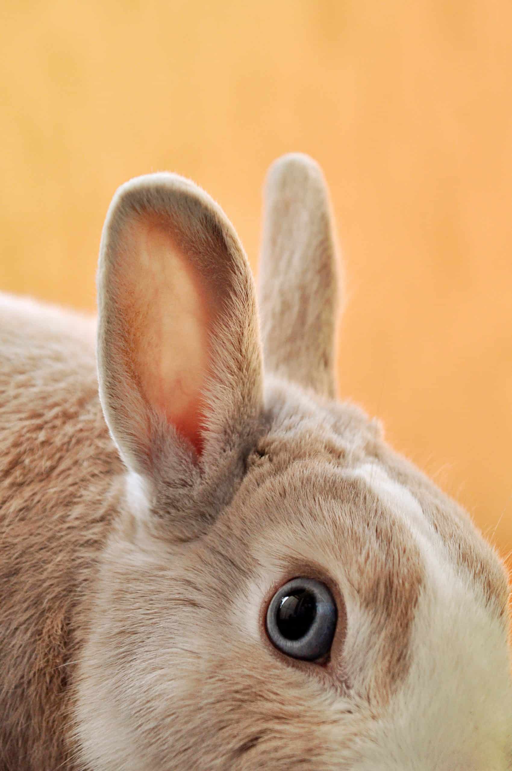 What Is The Lifespan Of A Pet Rabbit