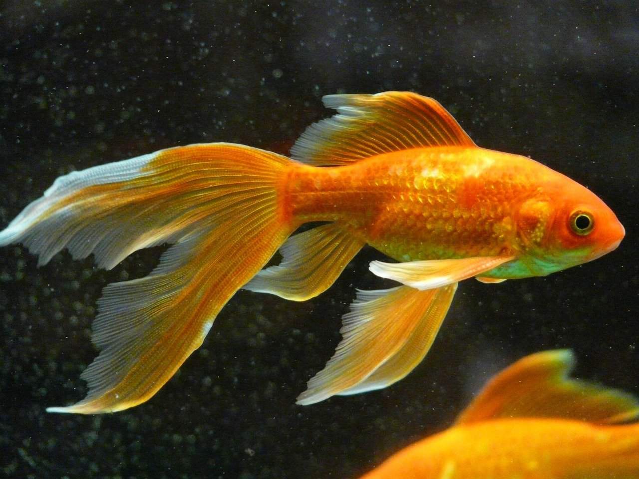 What Pet Fish Lives The Longest?