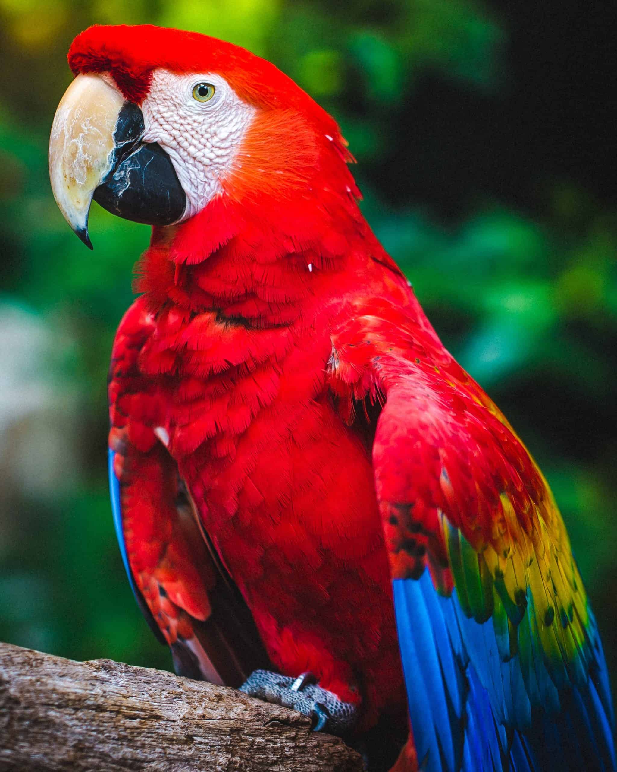Which Parrot Makes The Best Pet
