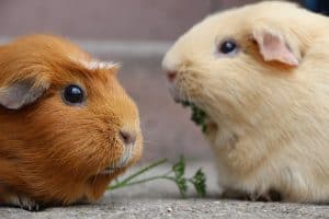 Are Guinea Pig Ear Infections Contagious?