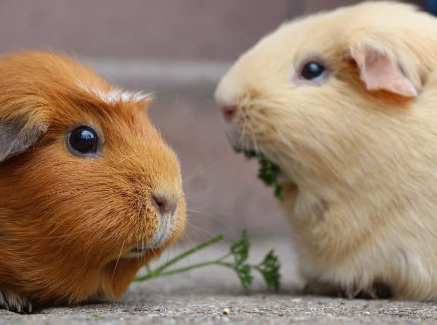 are-guinea-pig-ear-infections-contagious-tips-tricks-for-pets