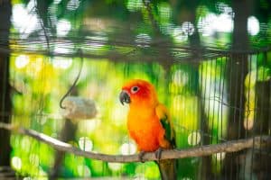 Are Pet Birds Affectionate