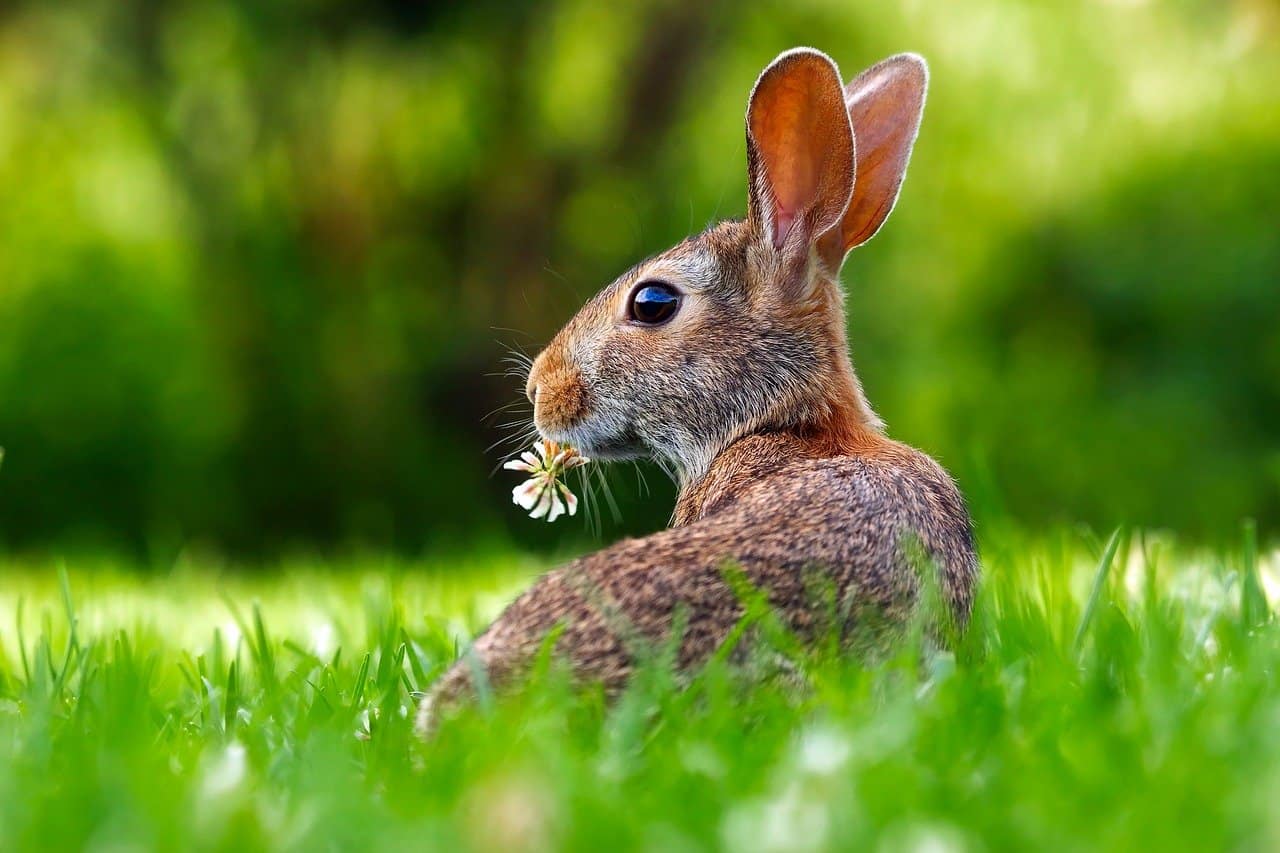 Can A Pet Rabbit Make You Sick