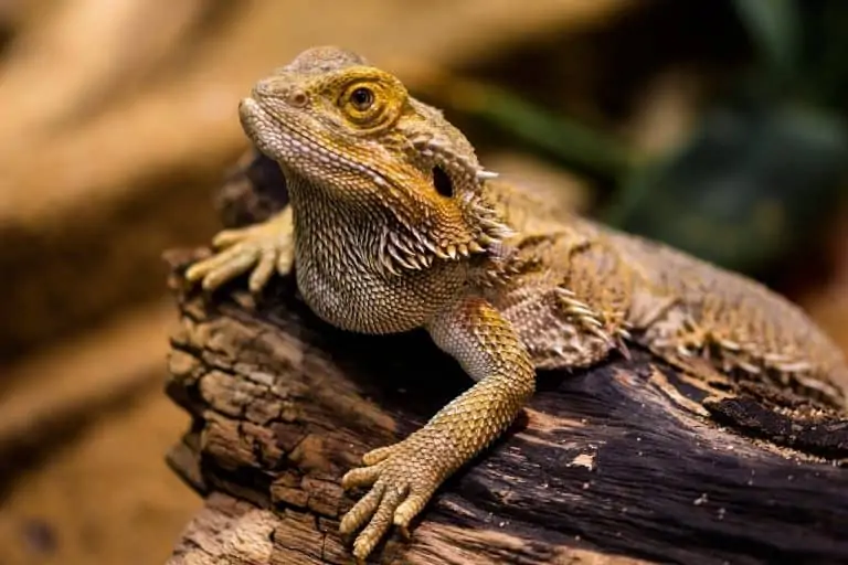 Can Bearded Dragons Eat Spinach • Tips & Tricks for Pets