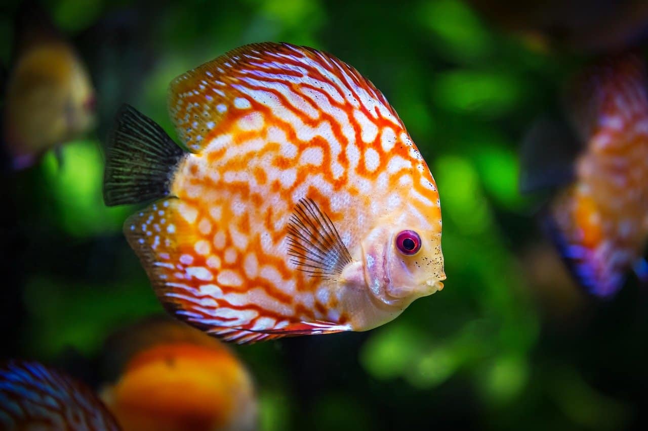 Can Pet Fish Make You Sick