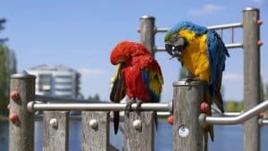 How Long Do Pet Parrots Live