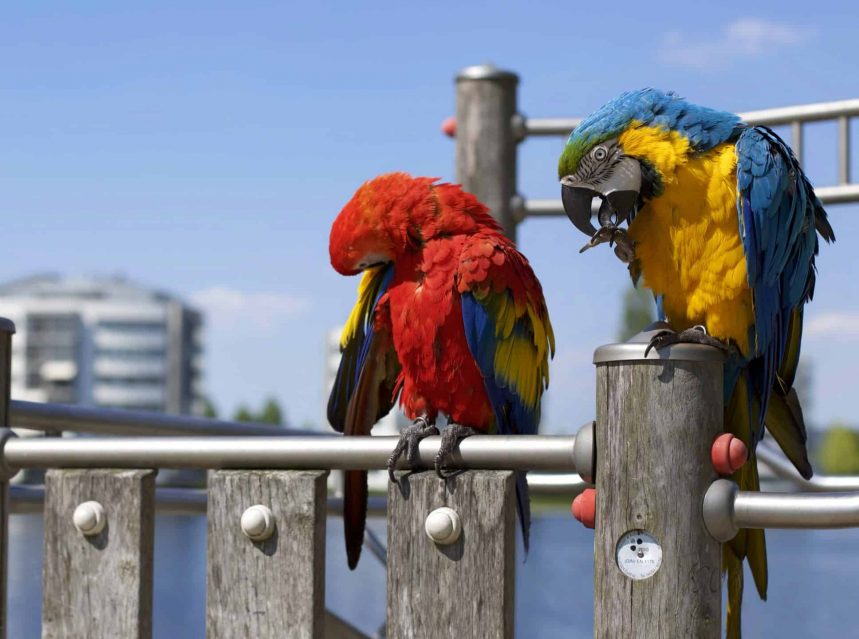 How Long Do Pet Parrots Live? Tips & Tricks for Pets