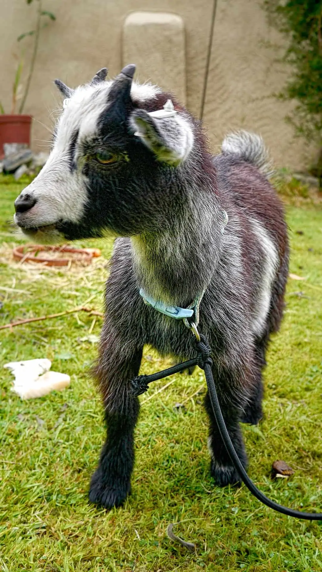 Pygmy Goat As A House Pet