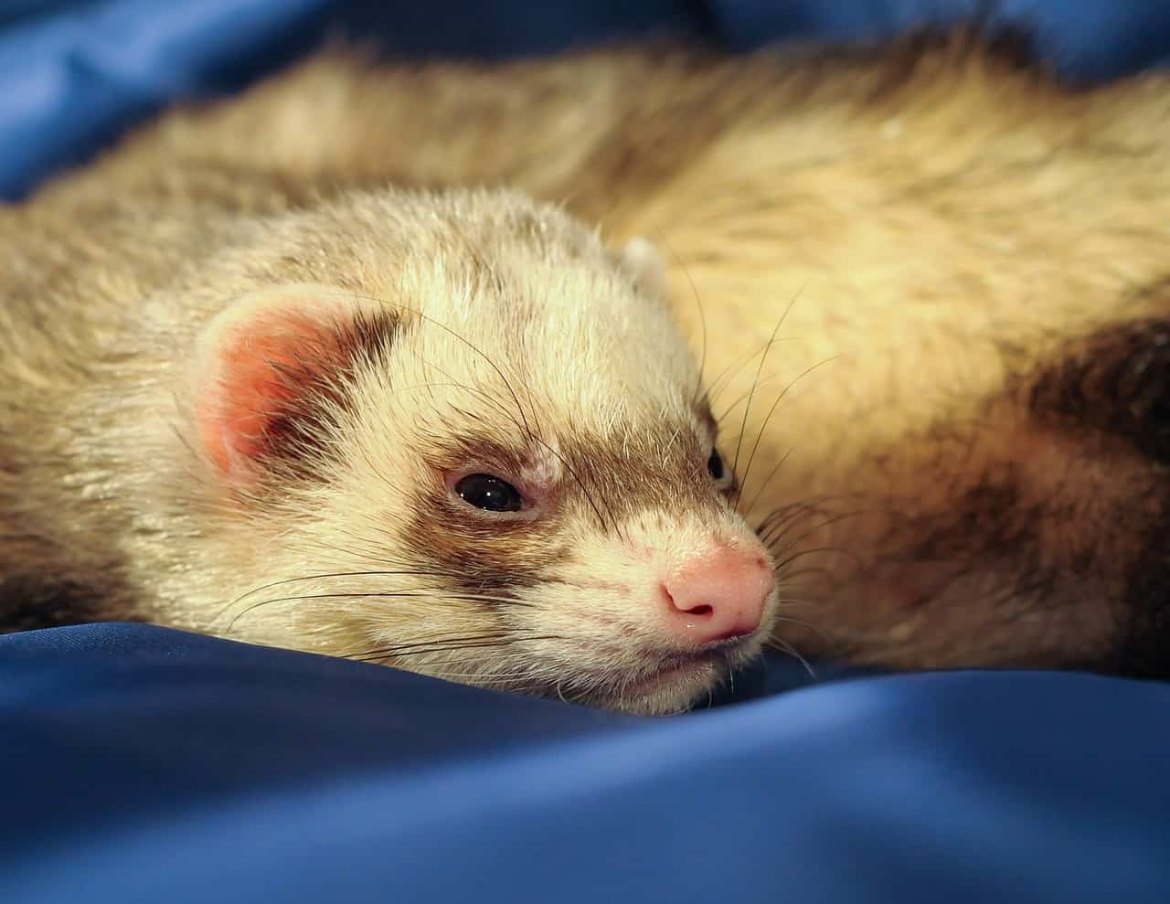 What Do Pet Ferrets Need