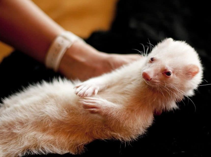 Where Do Pet Ferrets Come From? Tips & Tricks for Pets