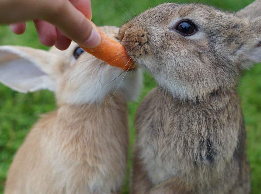 Why Is My Pet Rabbit Not Eating? Tips & Tricks for Pets