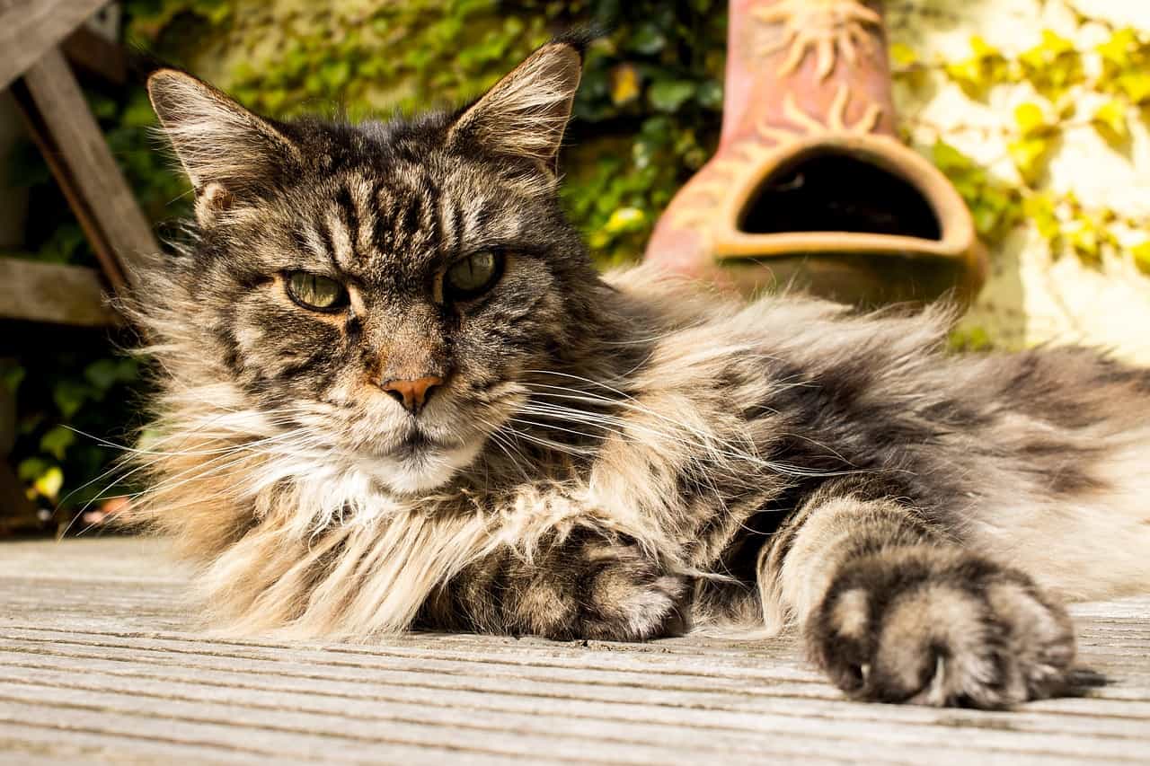Are Maine Coon Cats Aggressive