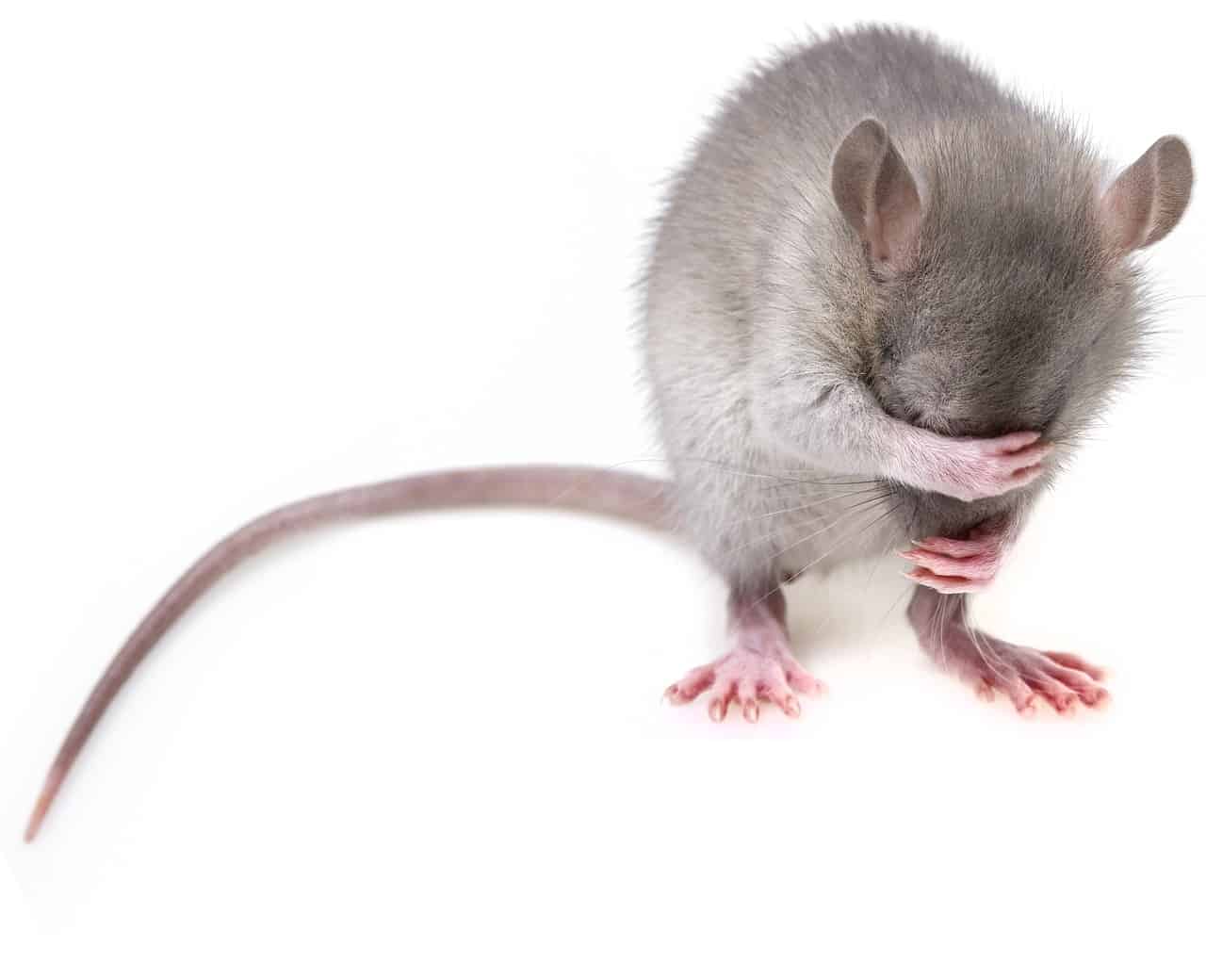 Are Pet Mice Good Pets