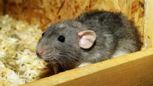 Can Pet Rats Get COVID