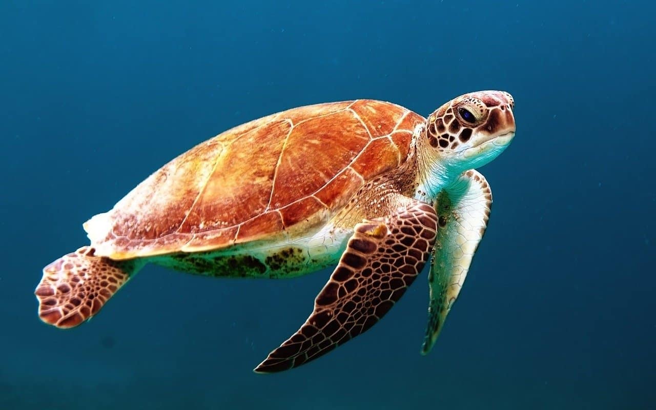 Can Pet Turtles Drown