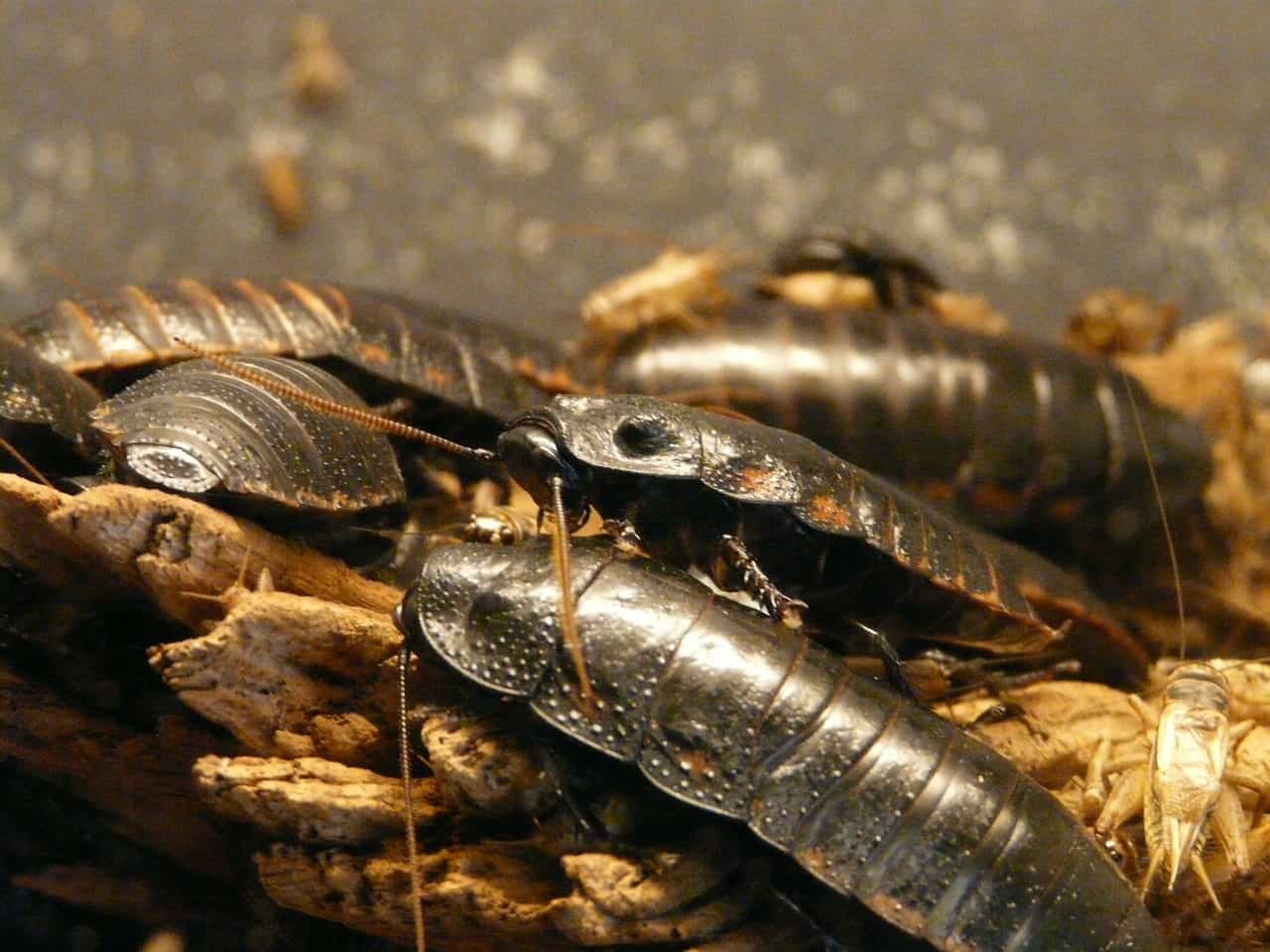 Cockroaches As Pets - Good or Strange