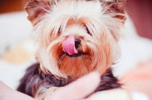 Does Your Dog Keep Licking Their Lips