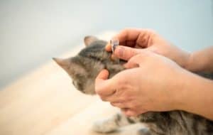 How Does Cat Flea Treatment Work
