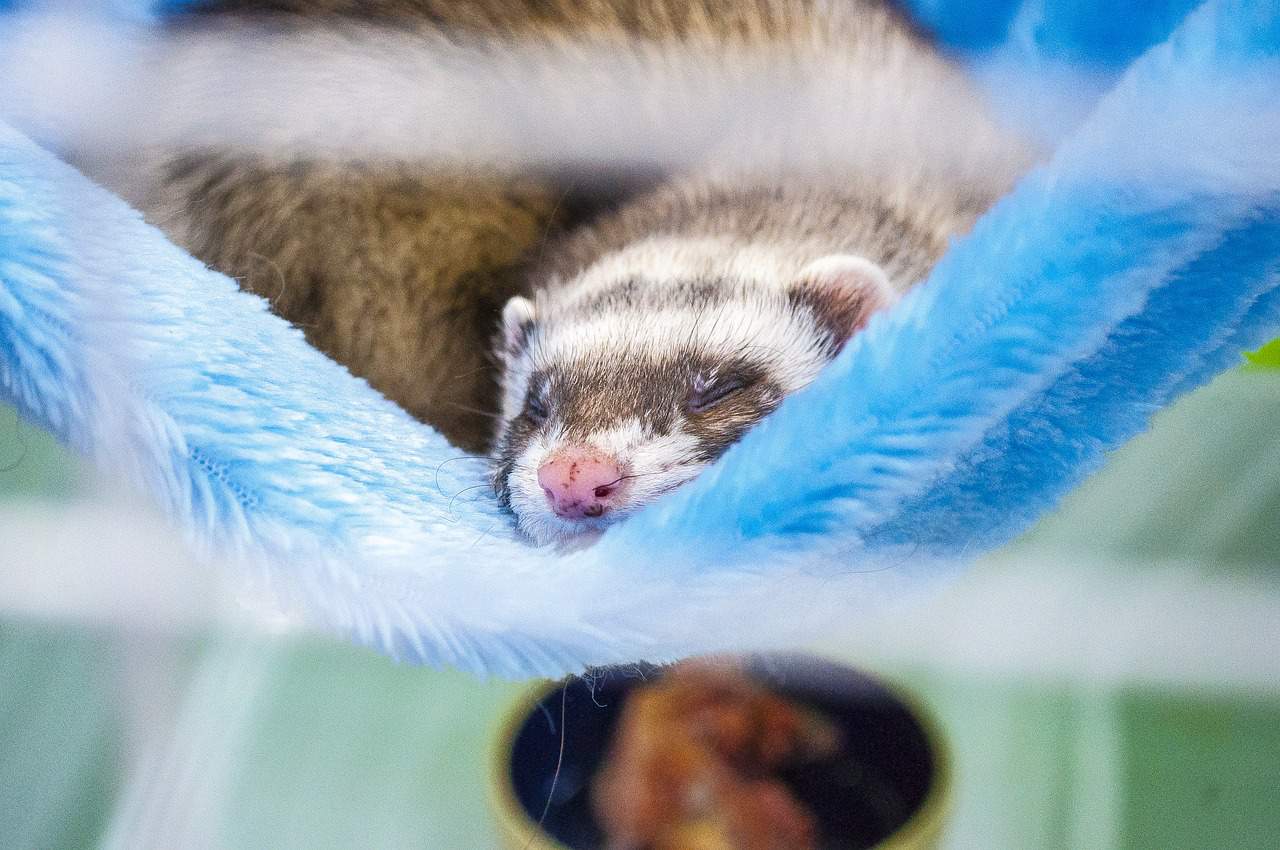How Many Pet Ferrets Are In The World
