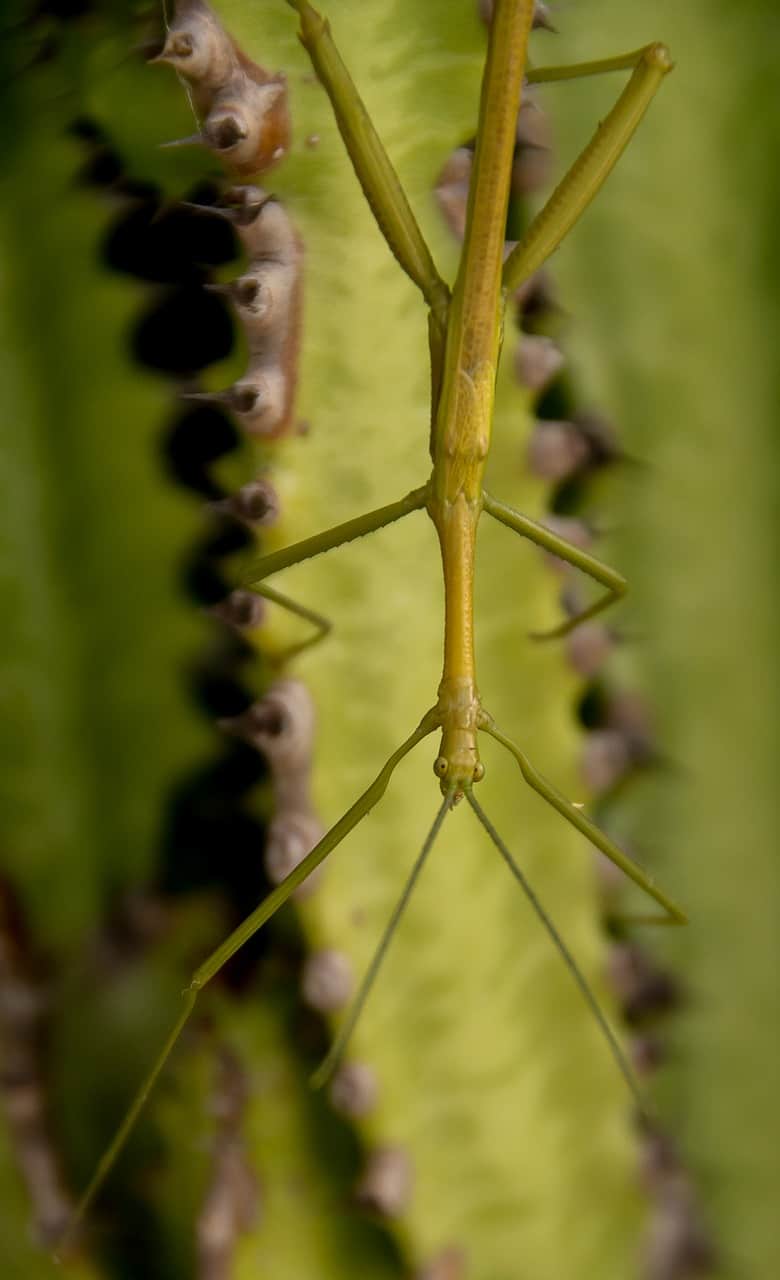 How To Keep Stick Insects