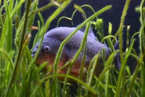 Should You Have A Pet Red Belly Piranha
