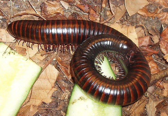 Should You Own Millipedes As Pets