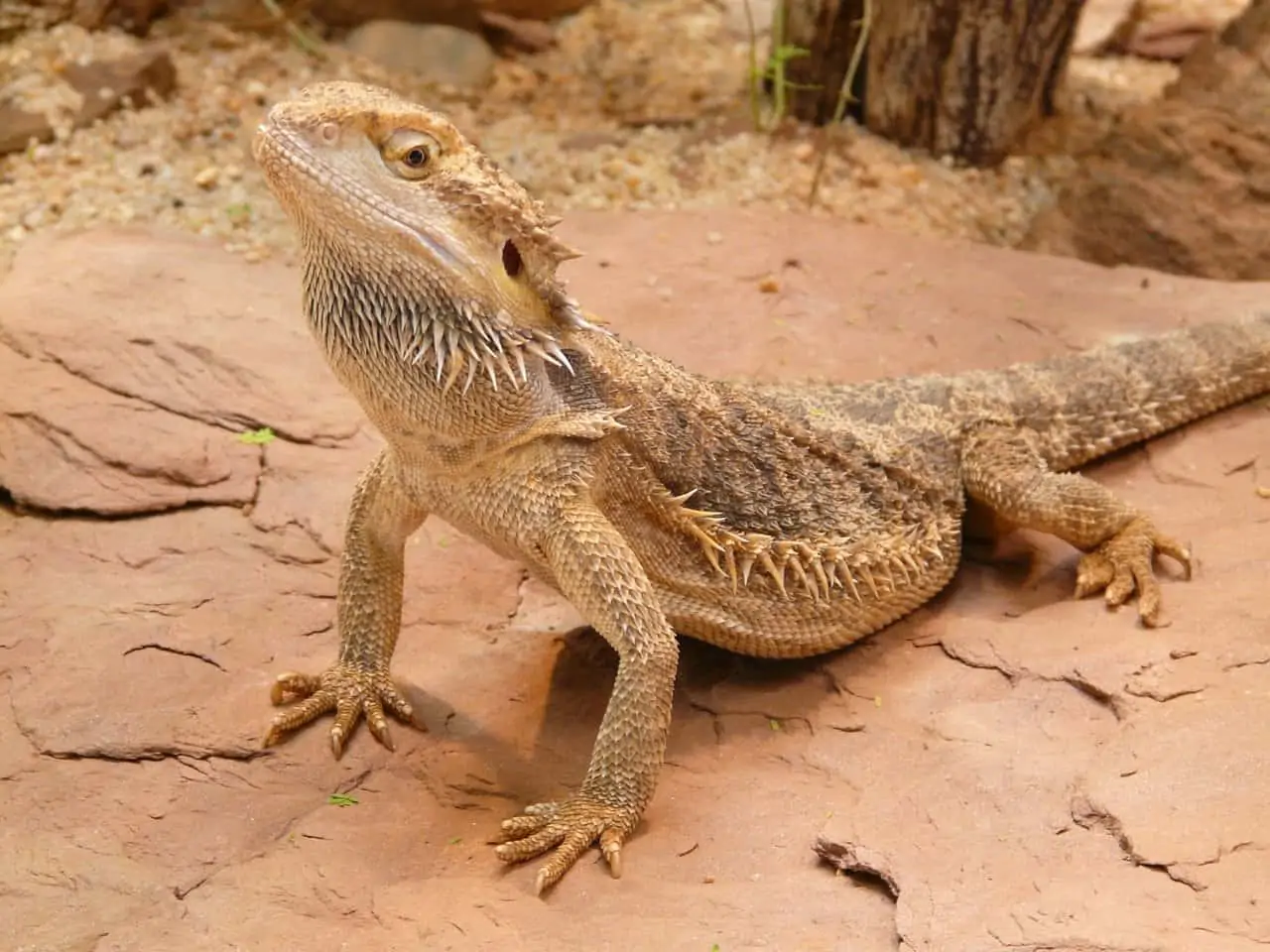 What Do Bearded Dragons Eat In The Wild