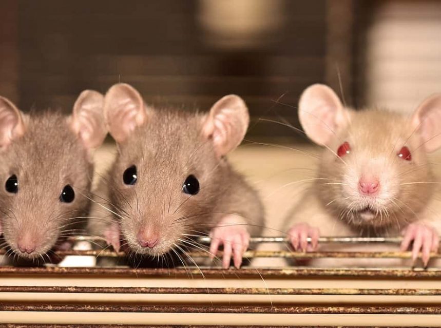 What Pet Rat Lives The Longest? Tips & Tricks for Pets