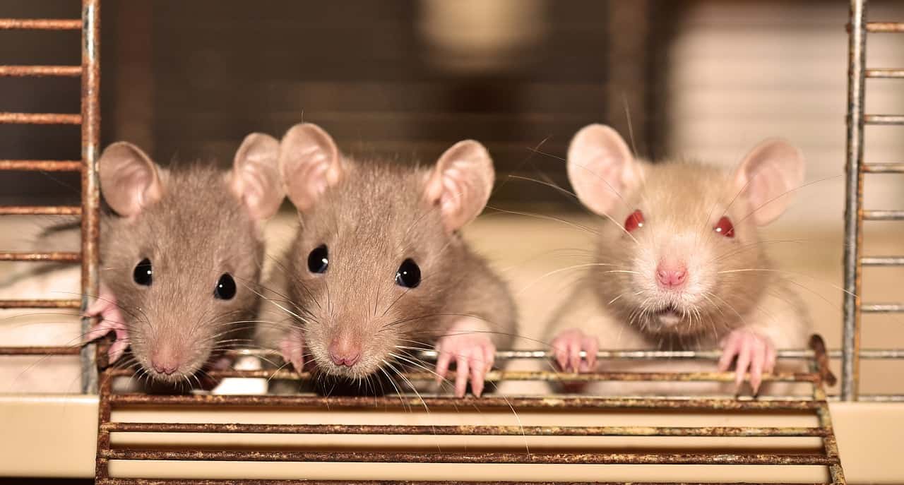 What Pet Rat Lives The Longest