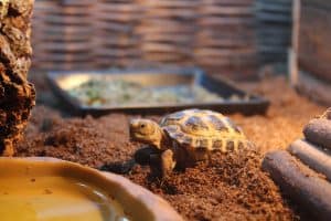 What Pet Tortoise Stays Small