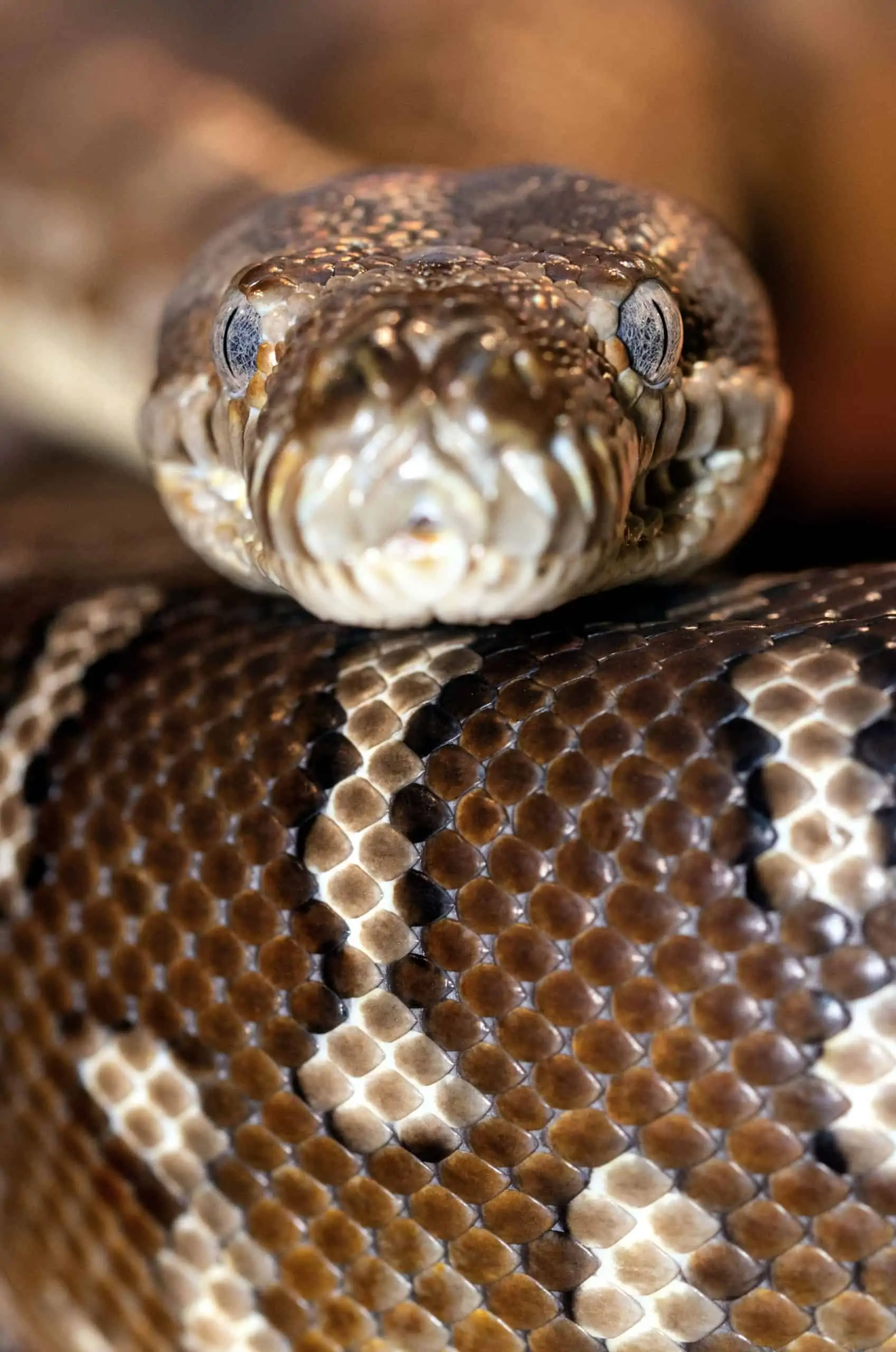 African Rock Pythons - Are They Good Pets