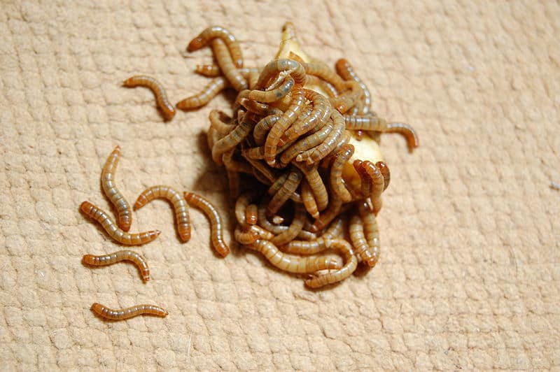 Can You Produce Your Own Mealworms For Pet Food