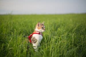 Can You Use A Leash For Your Pet Cat