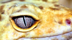 Does Your Leopard Gecko Have Eye Problems
