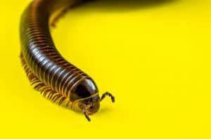 Which Millipede Should You Own